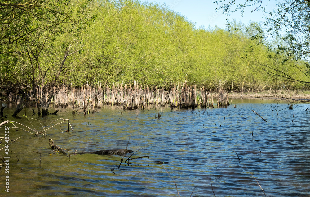 Reed bed habitat in a shallow lake Reed bed habitat in a shallow lake