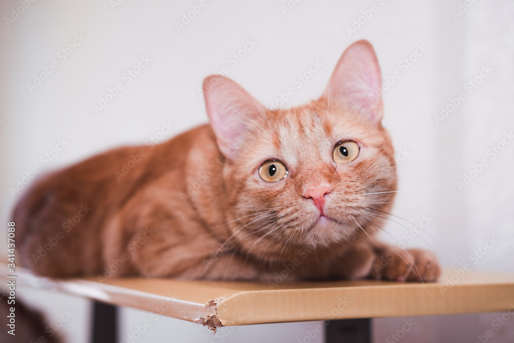 Portrait of a red domestic cat, a red tabby cat with large yellow eyes