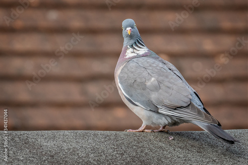 Large Wood Pigeon perched on fence staring at camera