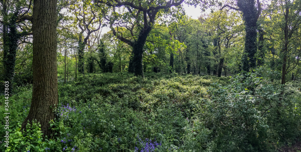 Fototapeta premium Mysterious forest.