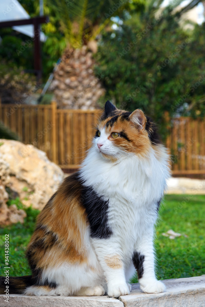 A beautiful red stray cat sits on a concrete step under palm trees in the city of Limassol. Cyprus is an island of cats.