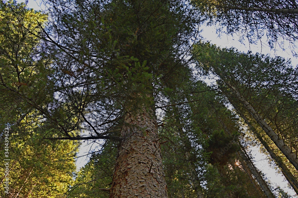 Fototapeta premium trees and sky