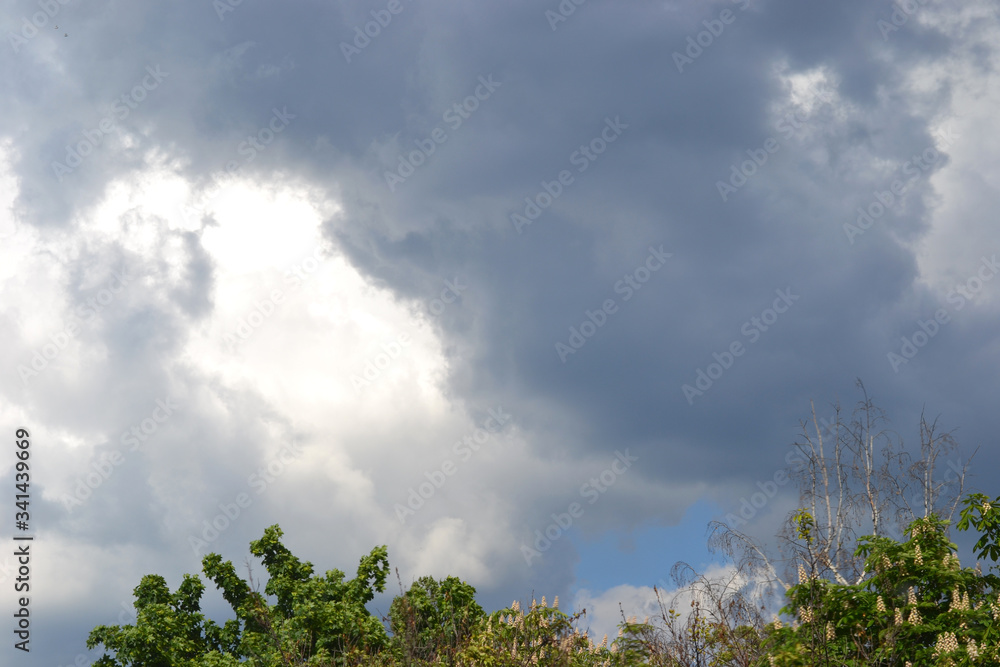 cloudy gray sky with gleams, treetops cloudy gray sky with gleams, treetops