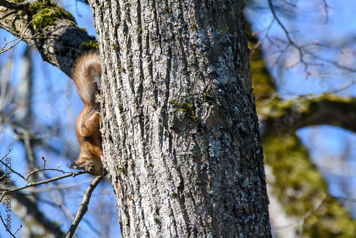 Selective focus photo. Squirrel on tree.