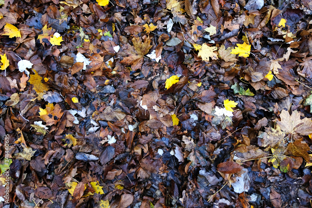 Yellow, red, brown leaves fallen from tree on an autumn day