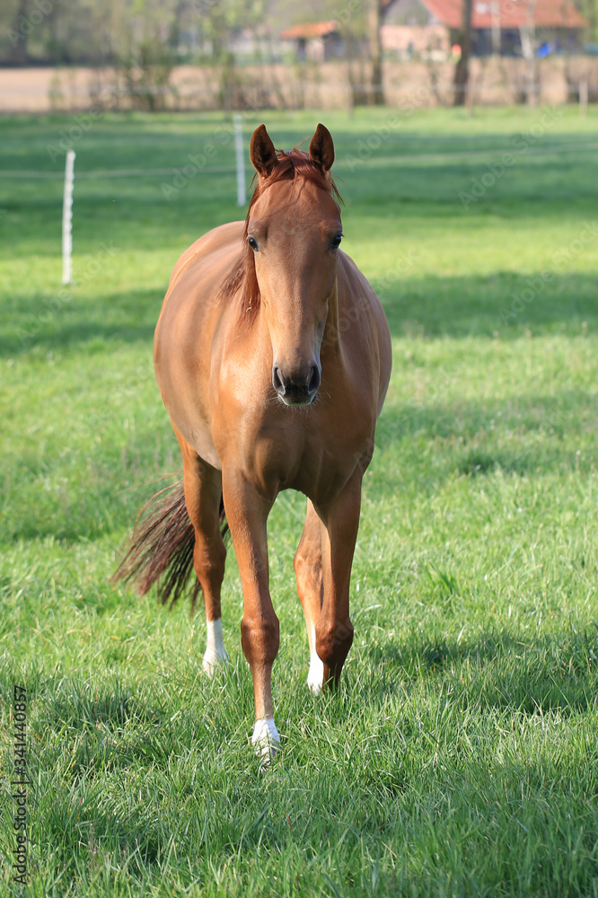 Fototapeta premium Running brown horse in Westphalia, Germany
