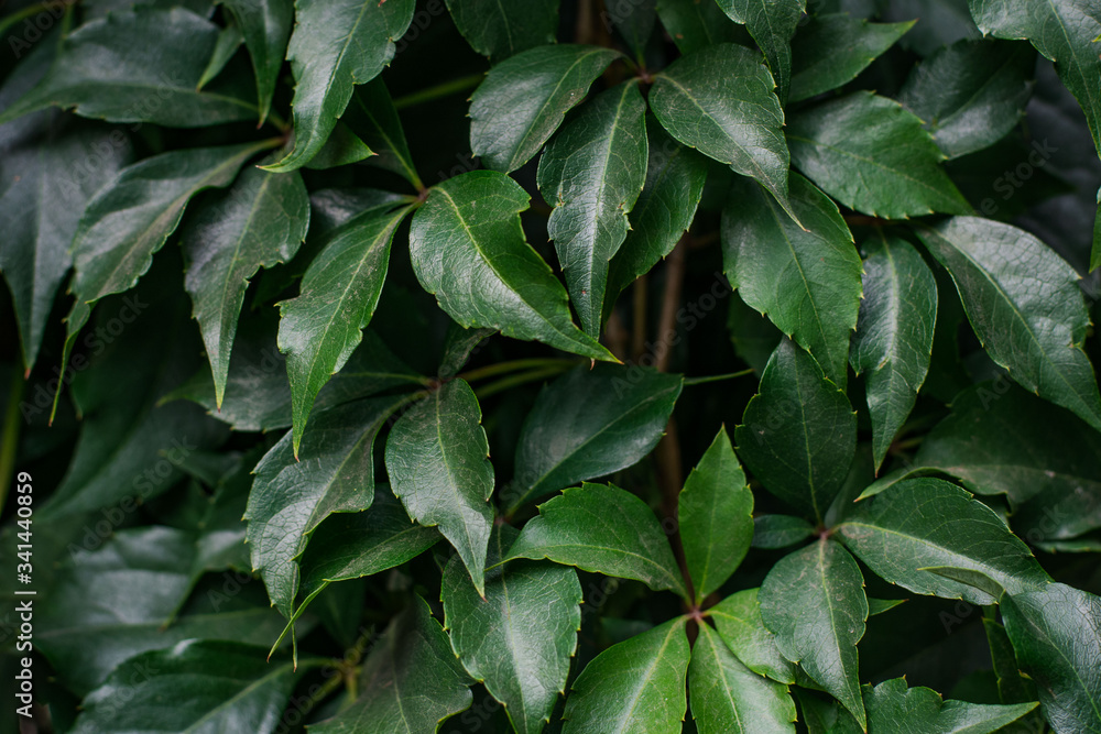 Background of grape creeper ivy plant growing on a wall Background of grape creeper ivy plant growing on a wall
