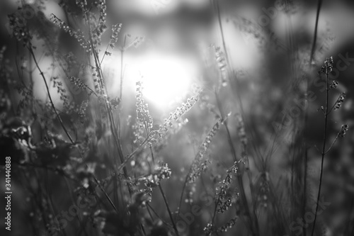 flowers in the forest in the sunrise