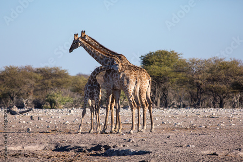 A giraffe family with a cub in Africa. The baby leaned his head against his parents