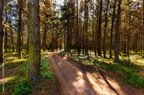 Forest path between big pine trees