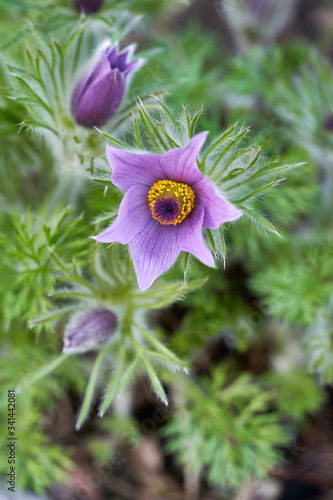 Several blossoms of pulsatilla grandis  each of them in a different state  form closed to completely opened.