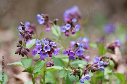 Lungwort flowers in spring forest. Medicinal plant Pulmonaria officinalis, phytotherapy, vivid colors of nature