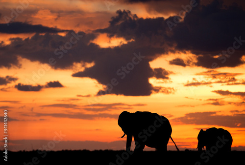 Silhouette of African elephants, mother and a calf