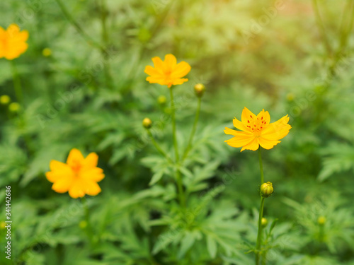 Yellow color cosmos flowers garden for relaxation and nature concept.