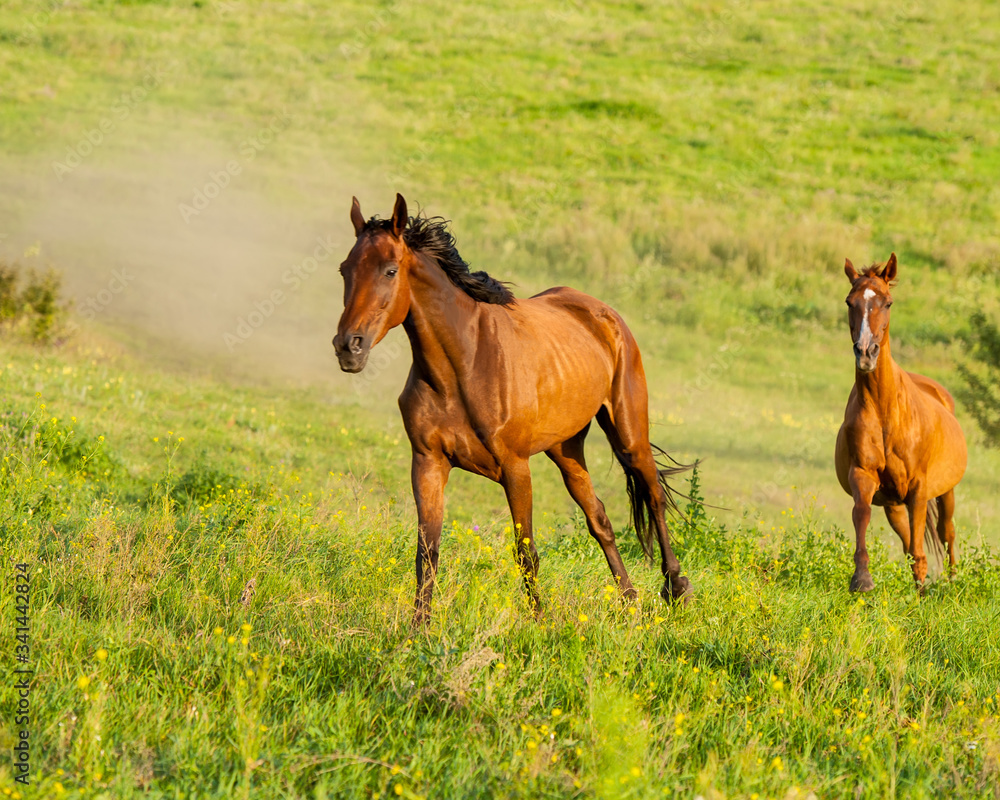 herd of horses runs through the meadow. herd of horses runs through the meadow.