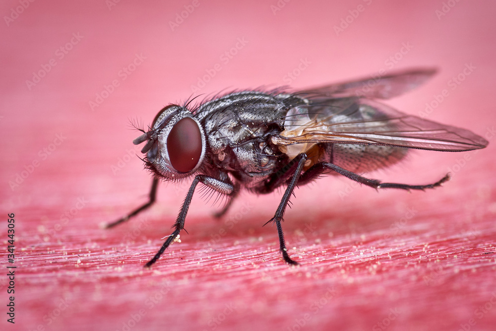 closeup of grey marbled Sarcophagacarnaria sitting on red surface showing detailed body hair closeup of grey marbled Sarcophagacarnaria sitting on red surface showing detailed body hair