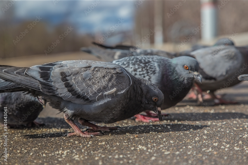 Fototapeta premium flock of pigeons pecks bread crumbs in spring afternoon
