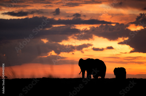 Silhouette of African elephants