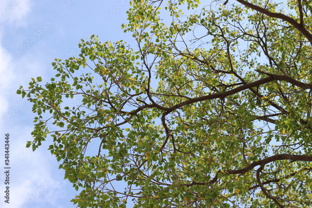tree branches against blue sky