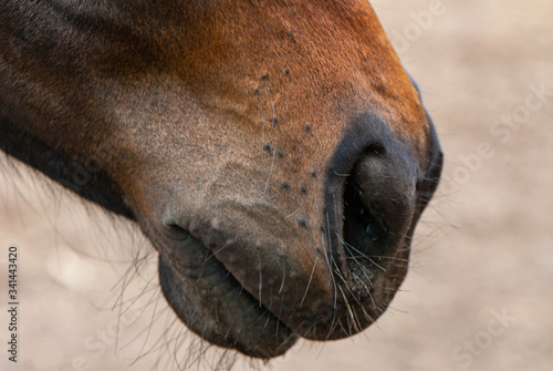 fragment of a horse's head, close-up.