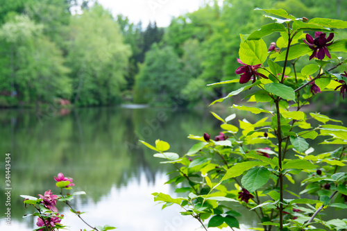 A Carolina Allspice native plant blooming by pond with smooth water and trees with spring foliage in the background photo