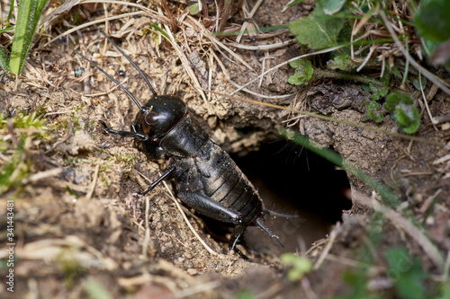 black field cricket sitting in front of the burrow