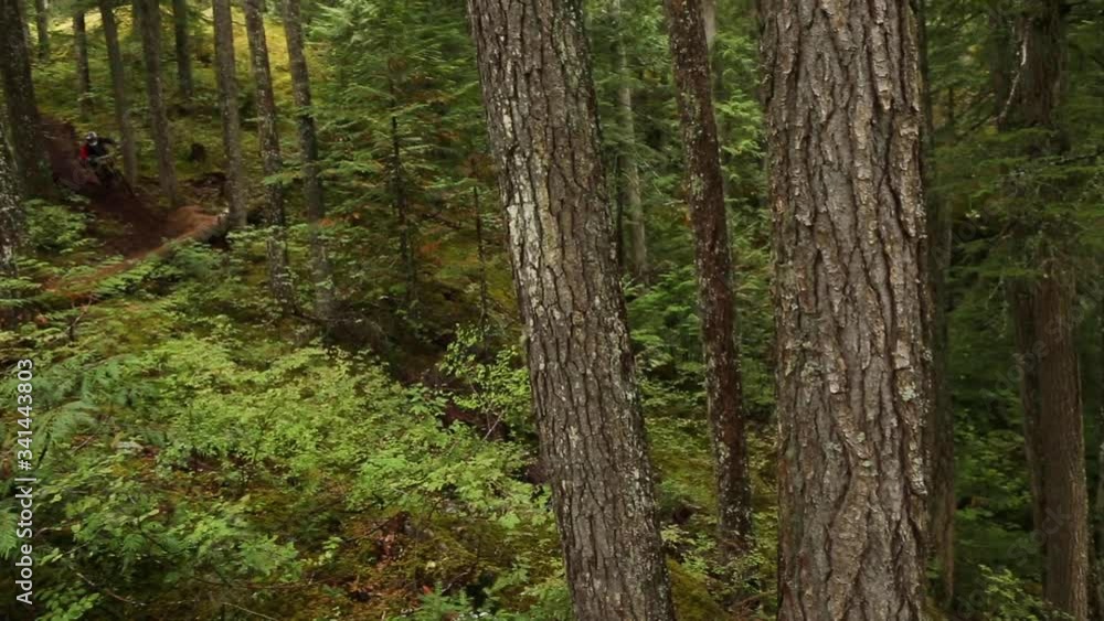 Man riding downhill mountain bike in Whistler forest.
Man riding downhill mountain bike in Whistler forest.