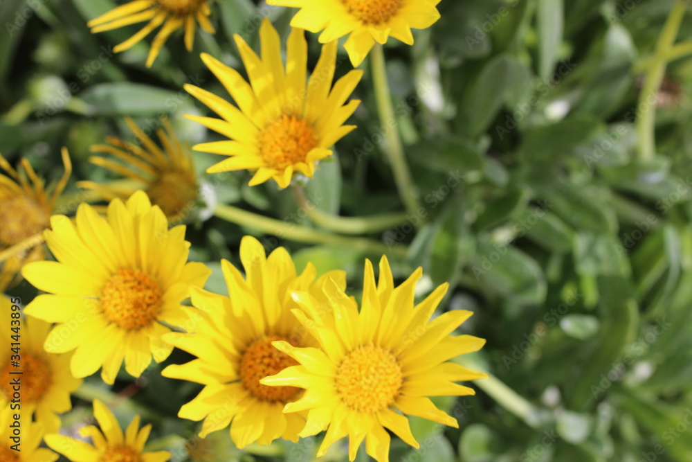 yellow flowers in the garden yellow flowers in the garden
