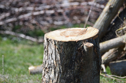 Close-up chopping wood, forest of Ukraine,photo