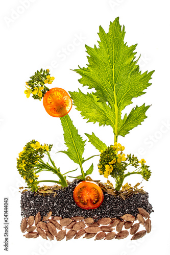 Healhty food concept