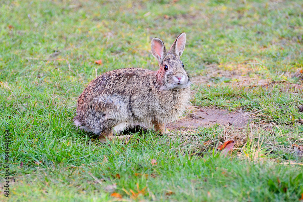 Fototapeta premium a cute brown bunny sitting in a grass field