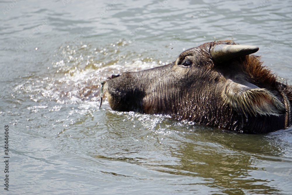 Fototapeta premium water buffalo in a puddle