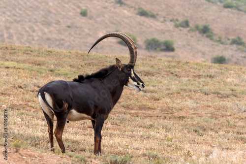 Sable antelope bull