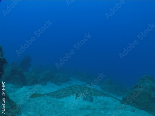 fast swimming ray fish underwater stingray swim on sand relaxing ocean scenery of animal photo