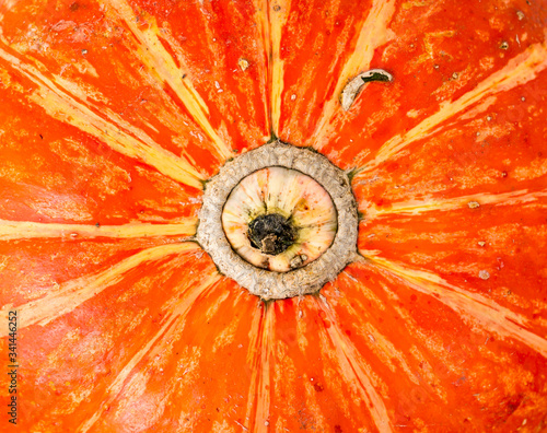 Wallpaper Mural Pumpkin background. Torontodigital.ca