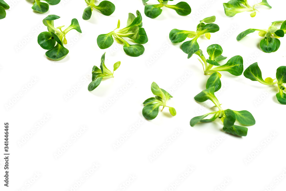 Mash salad on white background. Mash salad on white background.