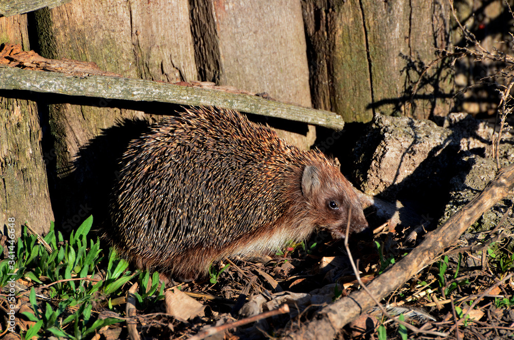 Naklejka premium Hedgehog walking around green grass,photo