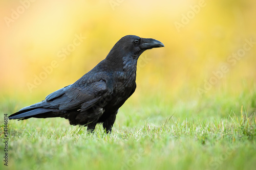 Attentive common raven  corvus corax  sitting on the ground in autumn nature at sunrise. Examining dark bird with black feathers in nature. Animal wildlife scenery from wilderness.