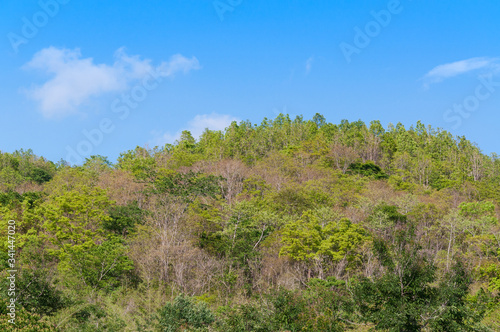 green forest background in a sunny day ,Tropical forest on blue sky
