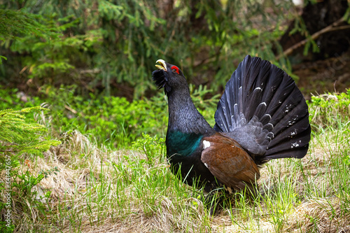 Photos Gorgeous male of western capercaillie, tetrao urogallus, strutting in the spring woodland
