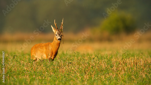 Majestic roe deer  capreolus capreolus  buck with plant on antlers on field from front view with copy space. Dominant territorial male mammal with orange fur at sunset in summer.