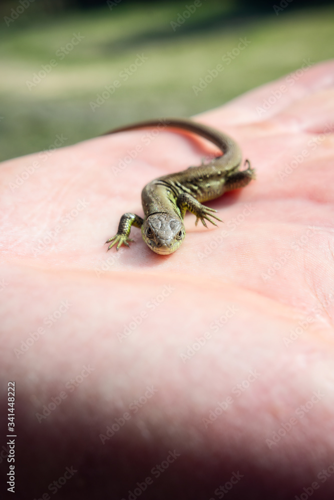 Close up of a small lizard sitting on a human hand Close up of a small lizard sitting on a human hand