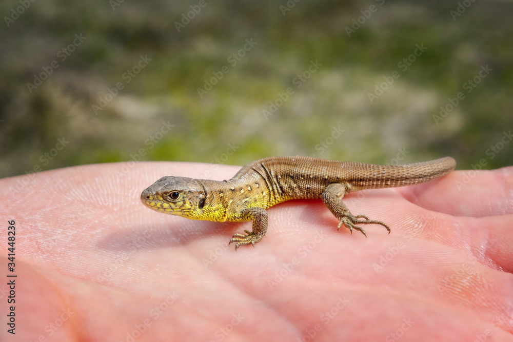 Fototapeta premium Close up of a small lizard sitting on a human hand