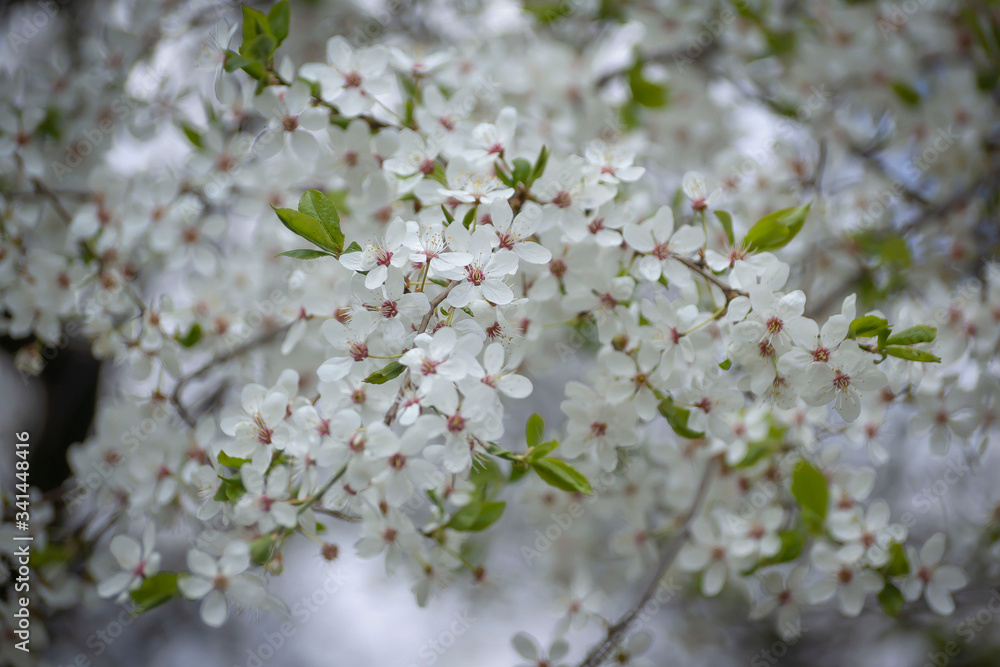 A sprig of beautifully blooming fruit tree in early spring.