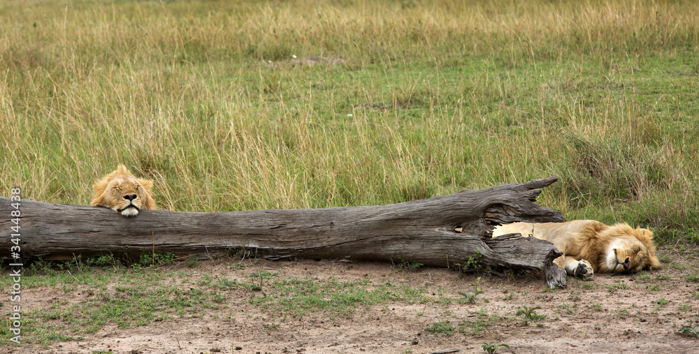 Lions resting near a fallen tree trunk, Masai Mara Lions resting near a fallen tree trunk, Masai Mara