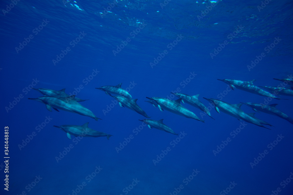 A family of wild dolphins playing in the clear ocean waters. Mauritius, Indian Ocean A family of wild dolphins playing in the clear ocean waters. Mauritius, Indian Ocean