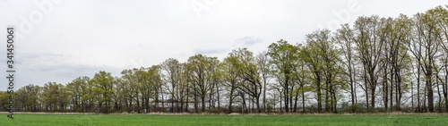 Panoramas with trees high resolution