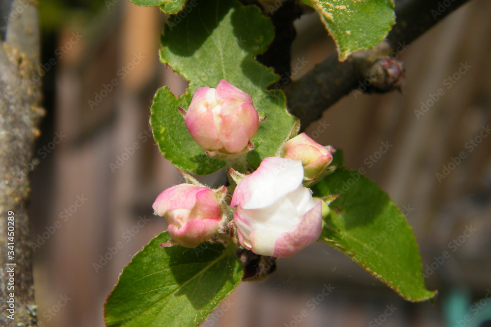 Red Gloria Mundi apple flower buds Red Gloria Mundi apple flower buds