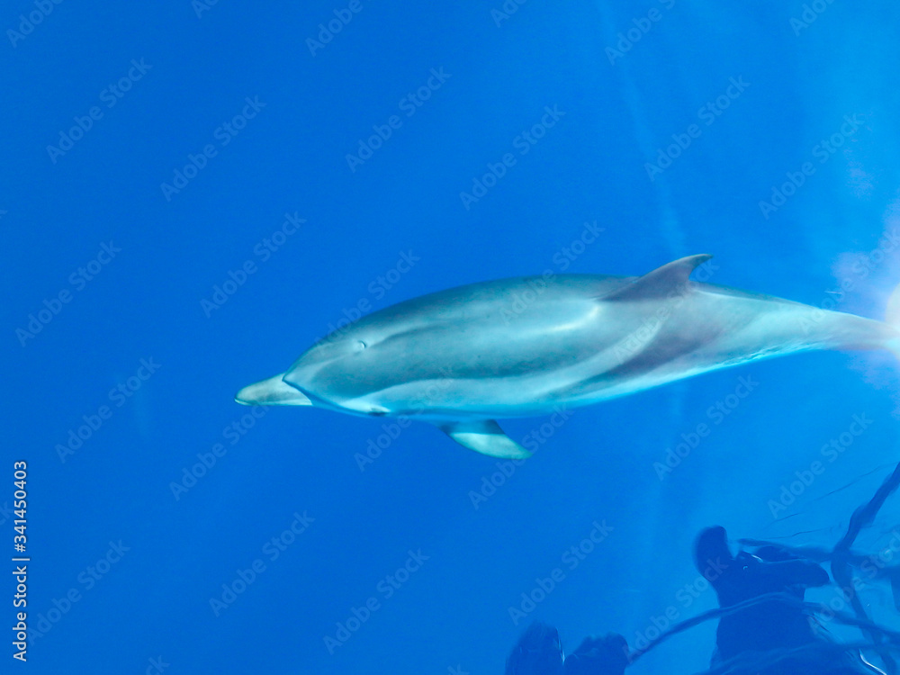 Fototapeta premium Striped dolphins swimming and playing in pristine blue water under a sailboat, Stenella coeruleoalba, in Mallorca, a balearic island, Spain. Sunny day and clear water, on a whalewatching tour.
