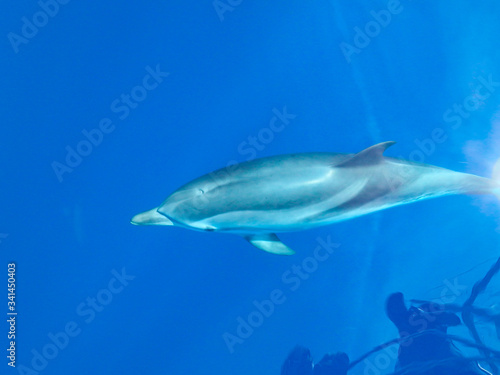 Striped dolphins swimming and playing in pristine blue water under a sailboat  Stenella coeruleoalba  in Mallorca  a balearic island  Spain.  Sunny day and clear water  on a whalewatching tour.